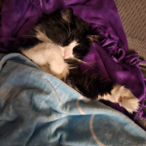 He sleeps like people🤭 - Picture 2 of 11